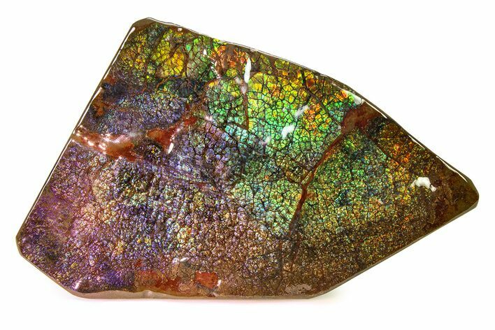 Flashy Ammolite (Fossil Ammonite Shell) - Brilliant Greens #336362